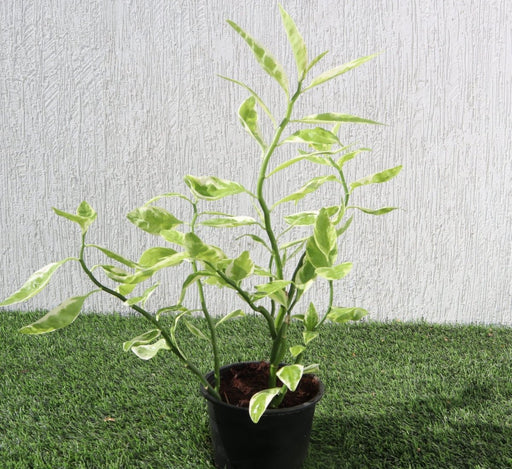 Pedilanthus Variegated "Pedilanthus Tithymaloides, Backbone of Devil Plant" - Greensouq - 