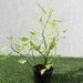 Pedilanthus Variegated "Pedilanthus Tithymaloides, Backbone of Devil Plant" - Greensouq - 