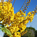 peltophorum-pterocarpum-