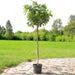 Peltophorum pterocarpum, Yellow Flame or Copper Pod - Greensouq - 