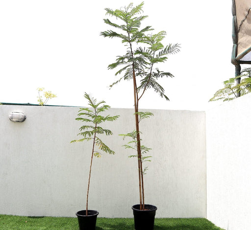 Peltophorum pterocarpum, Yellow Flame or Copper Pod - Greensouq - 