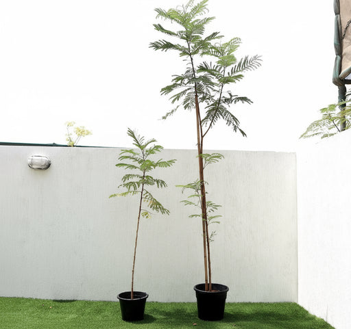 Peltophorum pterocarpum, Yellow Flame or Copper Pod - Greensouq - 
