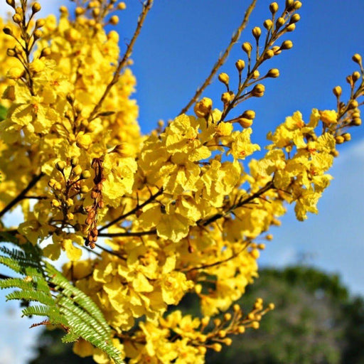Peltophorum pterocarpum, Yellow Flame or Copper Pod - Greensouq - 