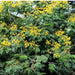 Peltophorum pterocarpum, Yellow Flame or Copper Pod - Greensouq - 