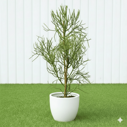 🌵 Pencil Cactus | Dubai's Firestick Plant! - Greensouq - 