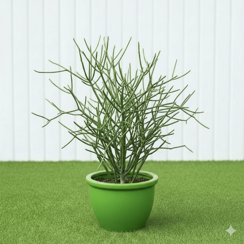 🌵 Pencil Cactus | Dubai's Firestick Plant! - Greensouq - 
