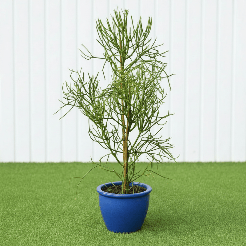 🌵 Pencil Cactus | Dubai's Firestick Plant! - Greensouq - 
