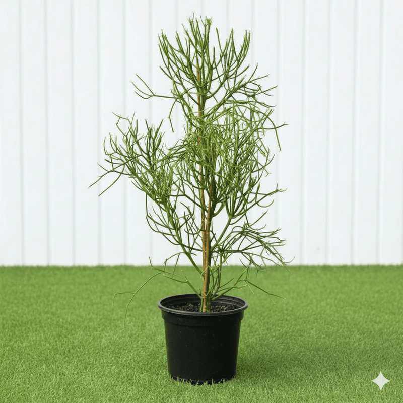 🌵 Pencil Cactus | Dubai's Firestick Plant! - Greensouq - 