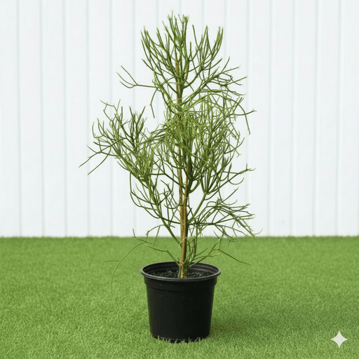 🌵 Pencil Cactus | Dubai's Firestick Plant! - Greensouq - 