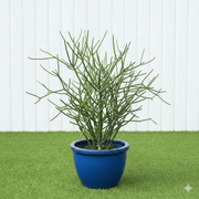 🌵 Pencil Cactus | Dubai's Firestick Plant! - Greensouq - 