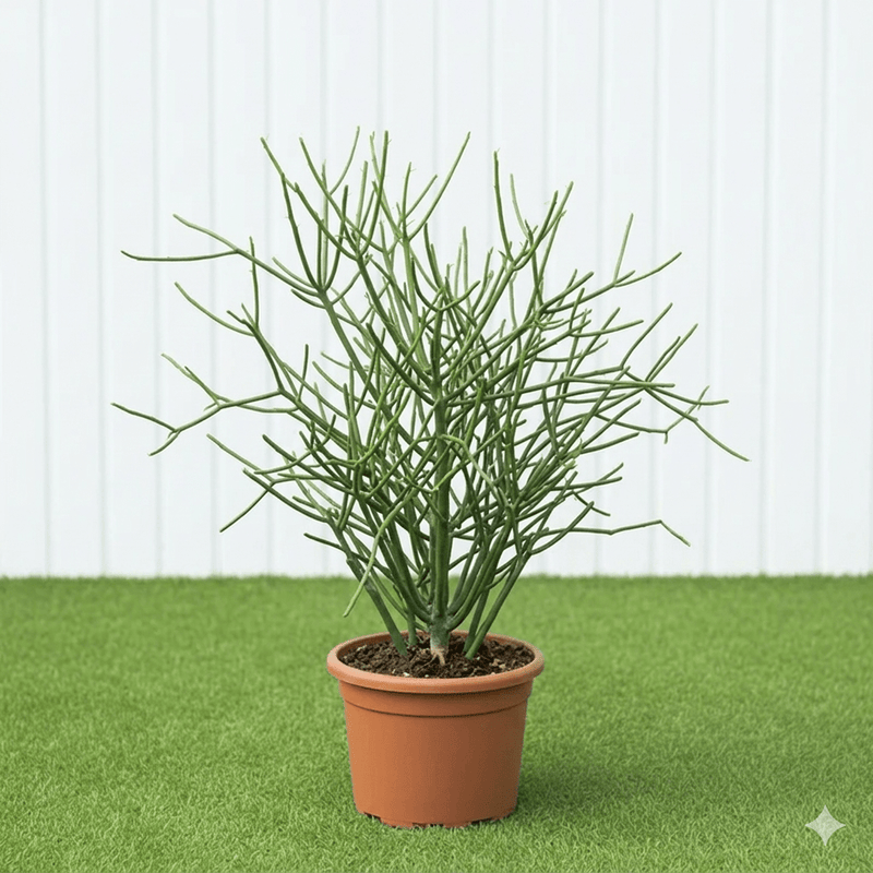 🌵 Pencil Cactus | Dubai's Firestick Plant! - Greensouq - 