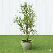 🌵 Pencil Cactus | Dubai's Firestick Plant! - Greensouq - 