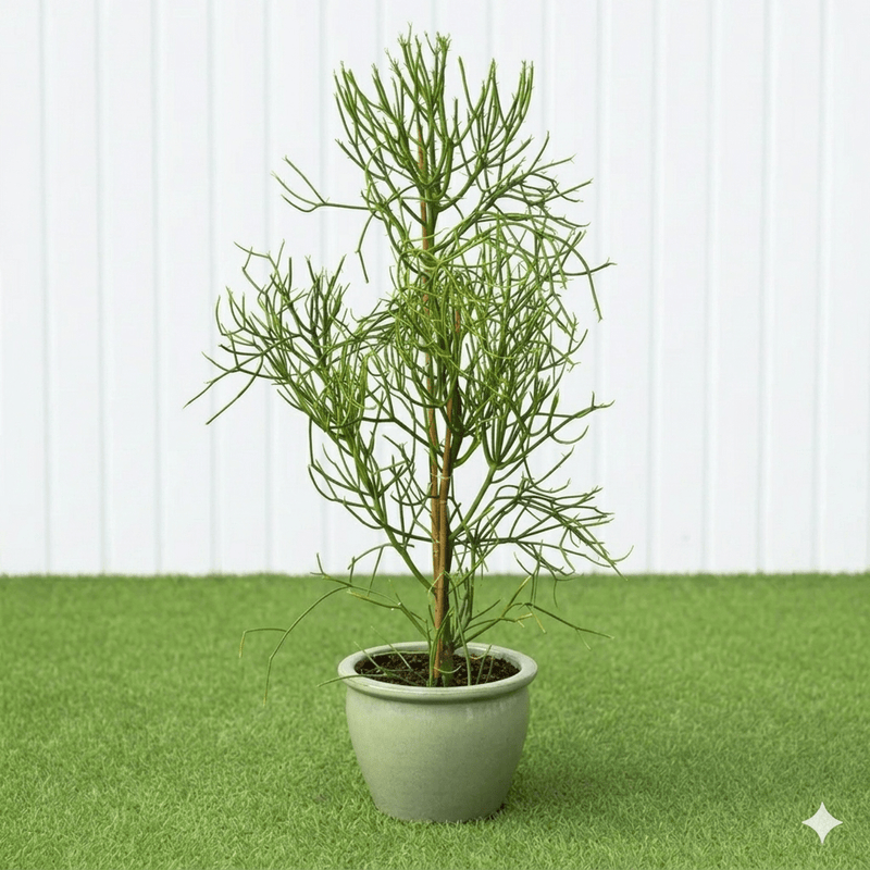 🌵 Pencil Cactus | Dubai's Firestick Plant! - Greensouq - 
