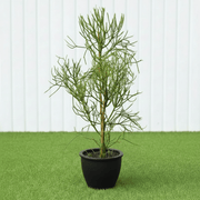 🌵 Pencil Cactus | Dubai's Firestick Plant! - Greensouq - 