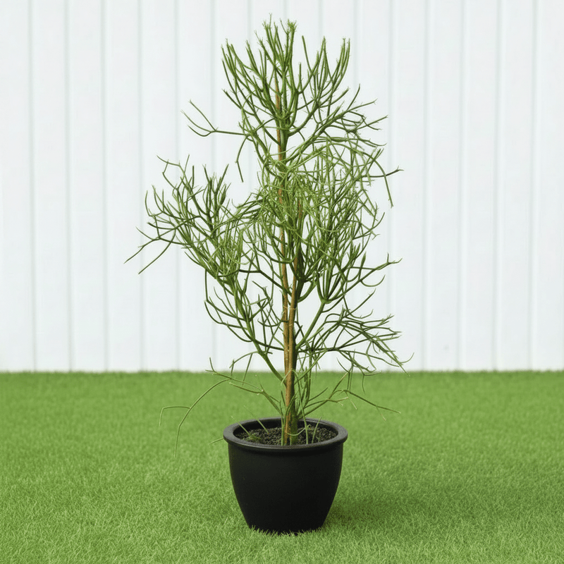 🌵 Pencil Cactus | Dubai's Firestick Plant! - Greensouq - 