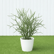 🌵 Pencil Cactus | Dubai's Firestick Plant! - Greensouq - 
