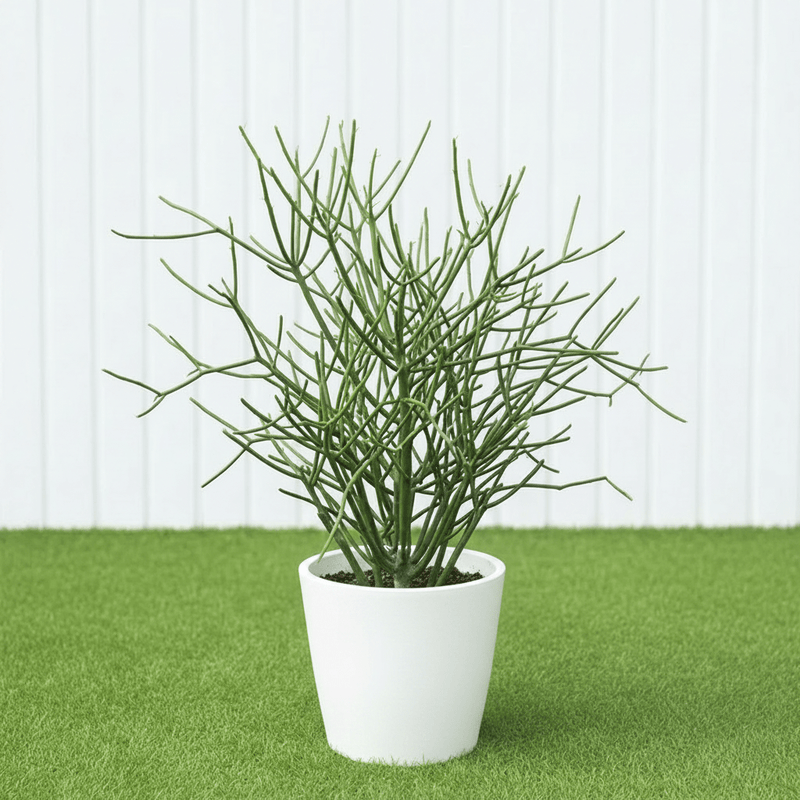 🌵 Pencil Cactus | Dubai's Firestick Plant! - Greensouq - 