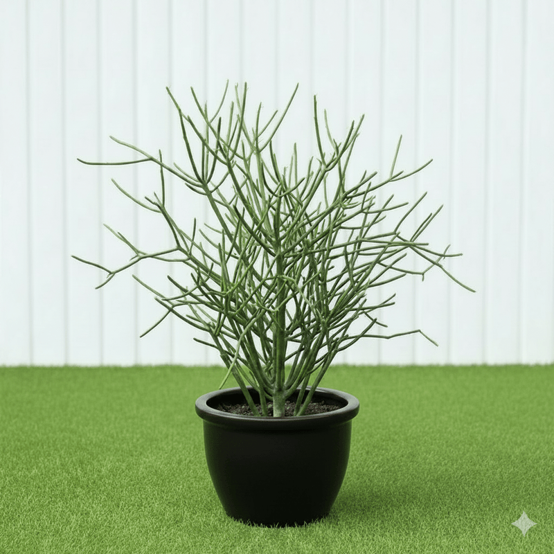 🌵 Pencil Cactus | Dubai's Firestick Plant! - Greensouq - 