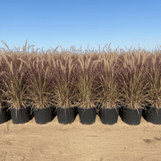 Pennisetum Rubrum (Purple Fountain Grass, African Fountain Grass, Tender Fountain Grass) - Greensouq - 