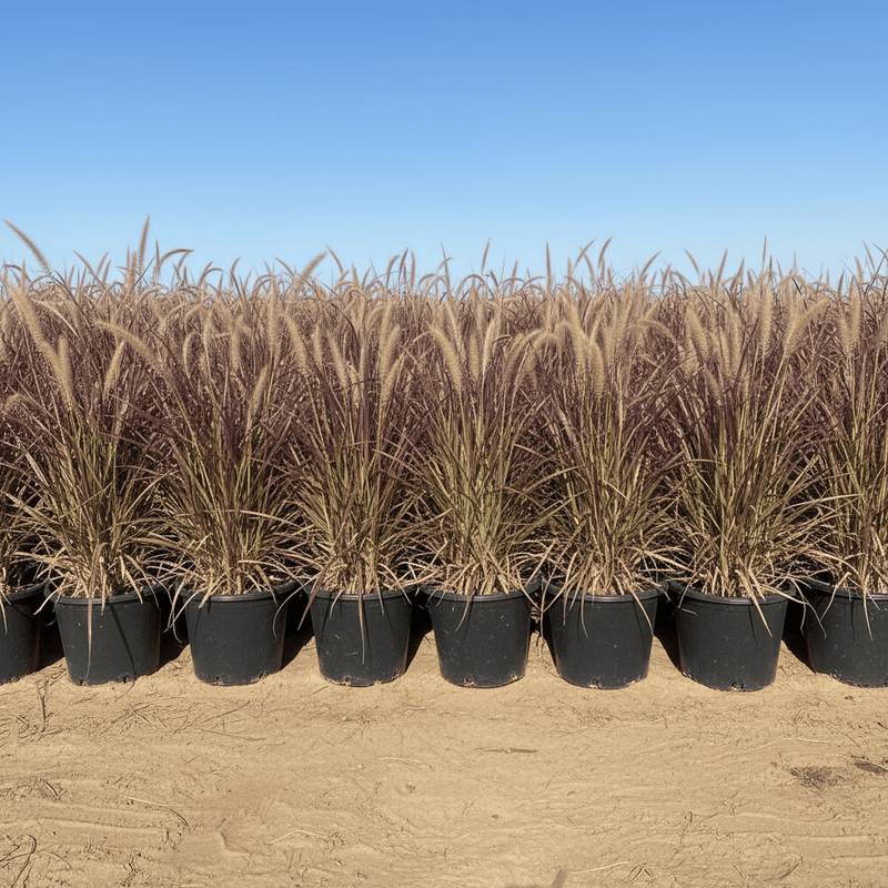 Pennisetum Rubrum (Purple Fountain Grass, African Fountain Grass, Tender Fountain Grass) - Greensouq - 