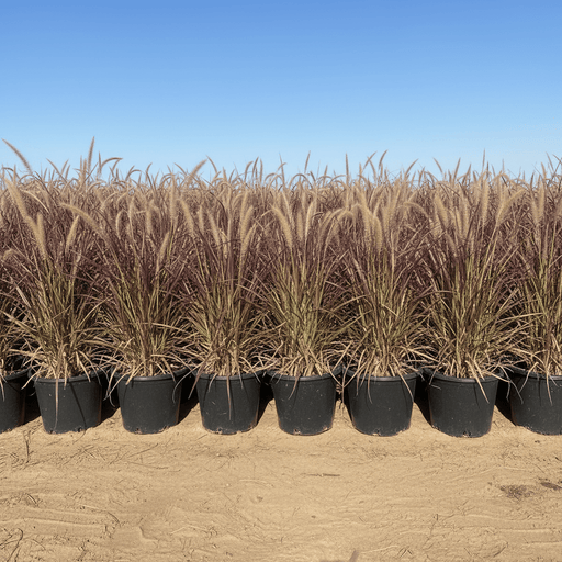 Pennisetum Rubrum (Purple Fountain Grass, African Fountain Grass, Tender Fountain Grass) - Greensouq - 