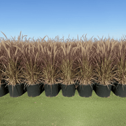 Pennisetum Rubrum (Purple Fountain Grass, African Fountain Grass, Tender Fountain Grass) - Greensouq - 