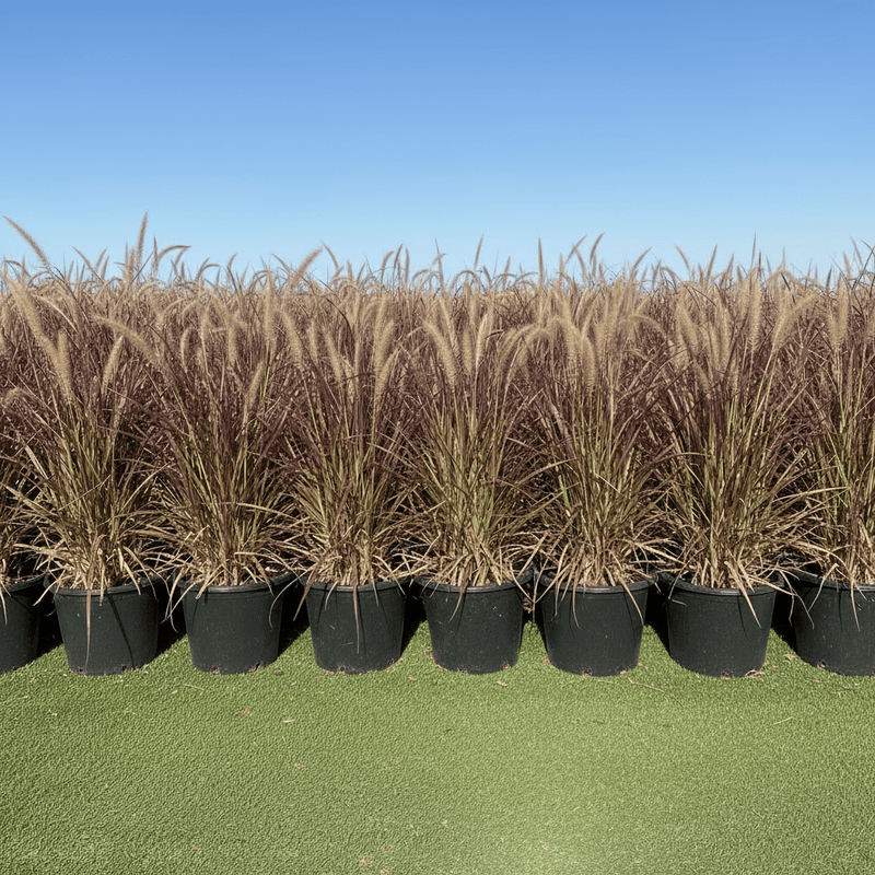 Pennisetum Rubrum (Purple Fountain Grass, African Fountain Grass, Tender Fountain Grass) - Greensouq - 