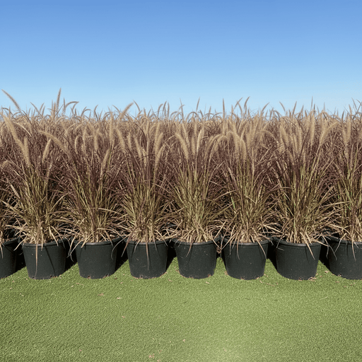 Pennisetum Rubrum (Purple Fountain Grass, African Fountain Grass, Tender Fountain Grass) - Greensouq - 