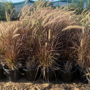 Pennisetum Rubrum (Purple Fountain Grass, African Fountain Grass, Tender Fountain Grass) - Greensouq - 