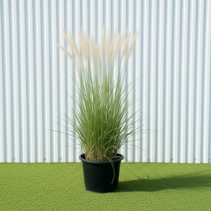 Pennisetum Setaceum - African Fountain Grass | UAE Good Greens!