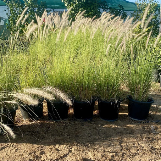 Pennisetum Setaceum | African Fountain Grass | Tender Fountain Grass - Greensouq - 