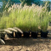 Pennisetum Setaceum | African Fountain Grass | Tender Fountain Grass - Greensouq - 