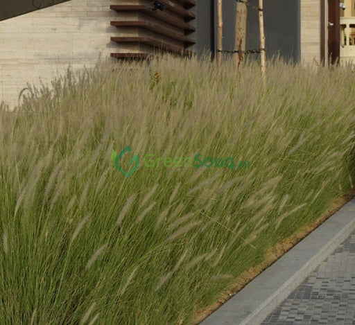 Pennisetum Setaceum | African Fountain Grass | Tender Fountain Grass - Greensouq - 