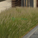 Pennisetum Setaceum | African Fountain Grass | Tender Fountain Grass - Greensouq - 