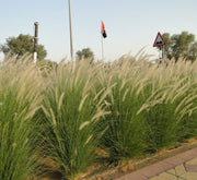 Pennisetum Setaceum | African Fountain Grass | Tender Fountain Grass - Greensouq - 
