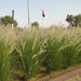 Pennisetum Setaceum | African Fountain Grass | Tender Fountain Grass - Greensouq - 