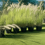 Pennisetum Setaceum | African Fountain Grass | Tender Fountain Grass - Greensouq - 