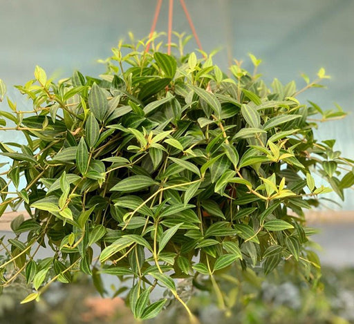 Peperomia angulata Or Green Leaf Peperomia - Greensouq - 