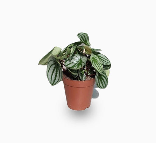 Peperomia argyreia or Watermelon Peperomia - Greensouq - 