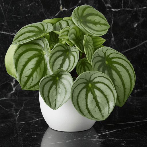Peperomia argyreia or Watermelon Peperomia - Greensouq - 