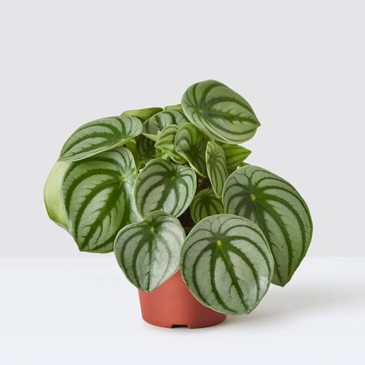 Peperomia argyreia or Watermelon Peperomia - Greensouq - 