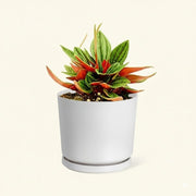 Peperomia caperata - Greensouq - 