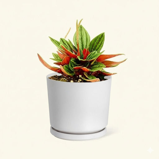 Peperomia caperata - Greensouq - 
