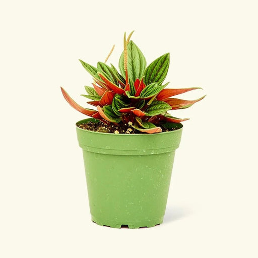 Peperomia caperata - Greensouq - 