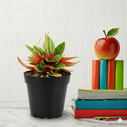 Peperomia Caperata | Dubai Gardens Pick! - Greensouq - 