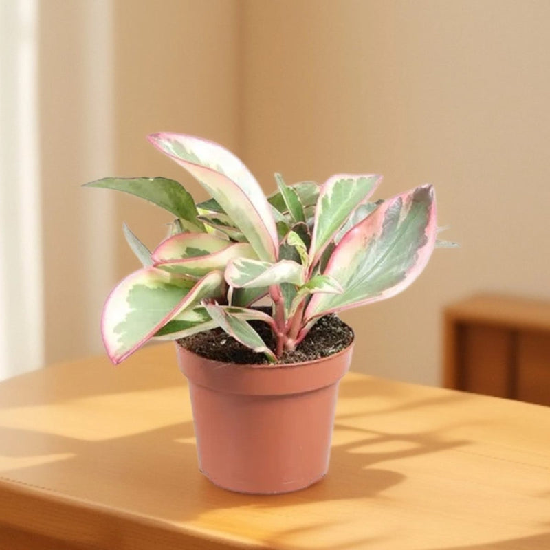 Peperomia Ginny or Tricolor Peperomia 10 - 15cm - Greensouq - 
