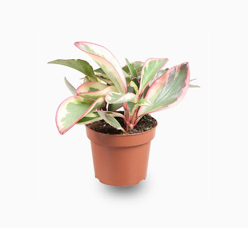 Peperomia Ginny or Tricolor Peperomia 10 - 15cm - Greensouq - 