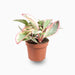 Peperomia Ginny or Tricolor Peperomia 10 - 15cm - Greensouq - 