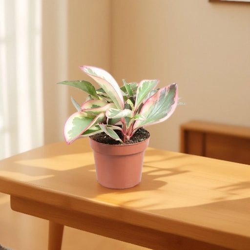 Peperomia Ginny or Tricolor Peperomia 10 - 15cm - Greensouq - 