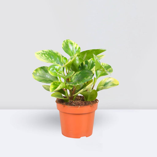 Peperomia marble or Variegated Peperomia 10 - 15cm - Greensouq - 